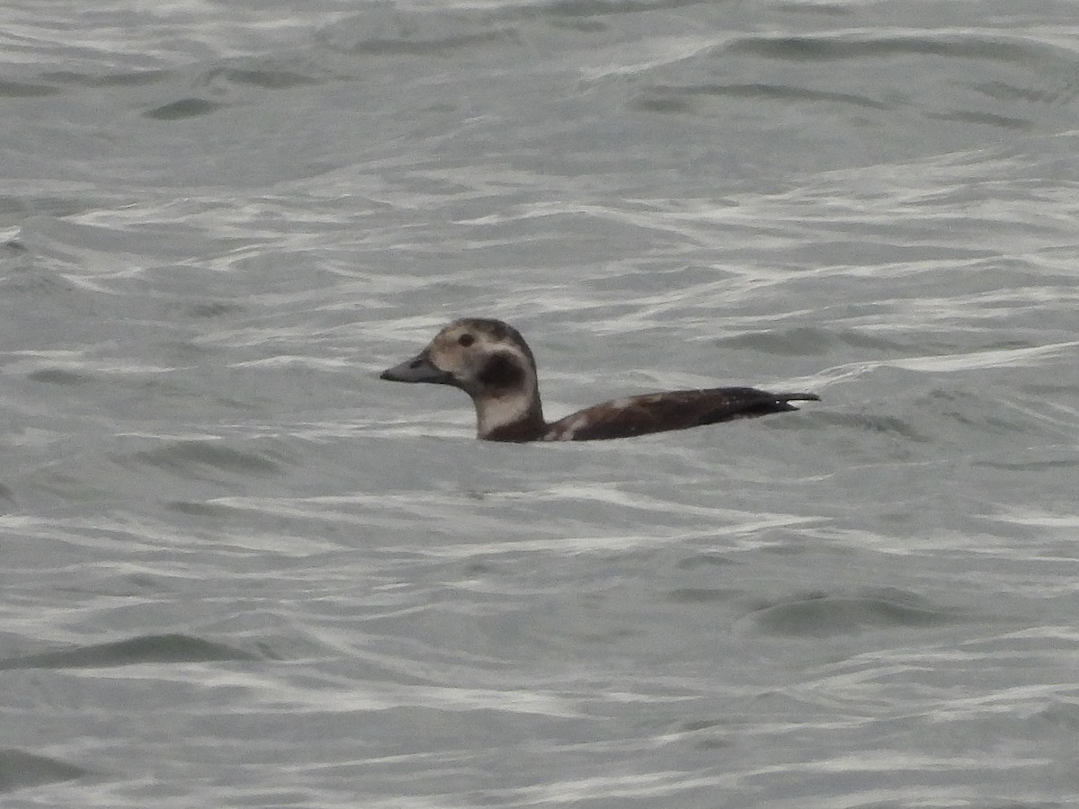 Long-tailed Duck - ML610949734