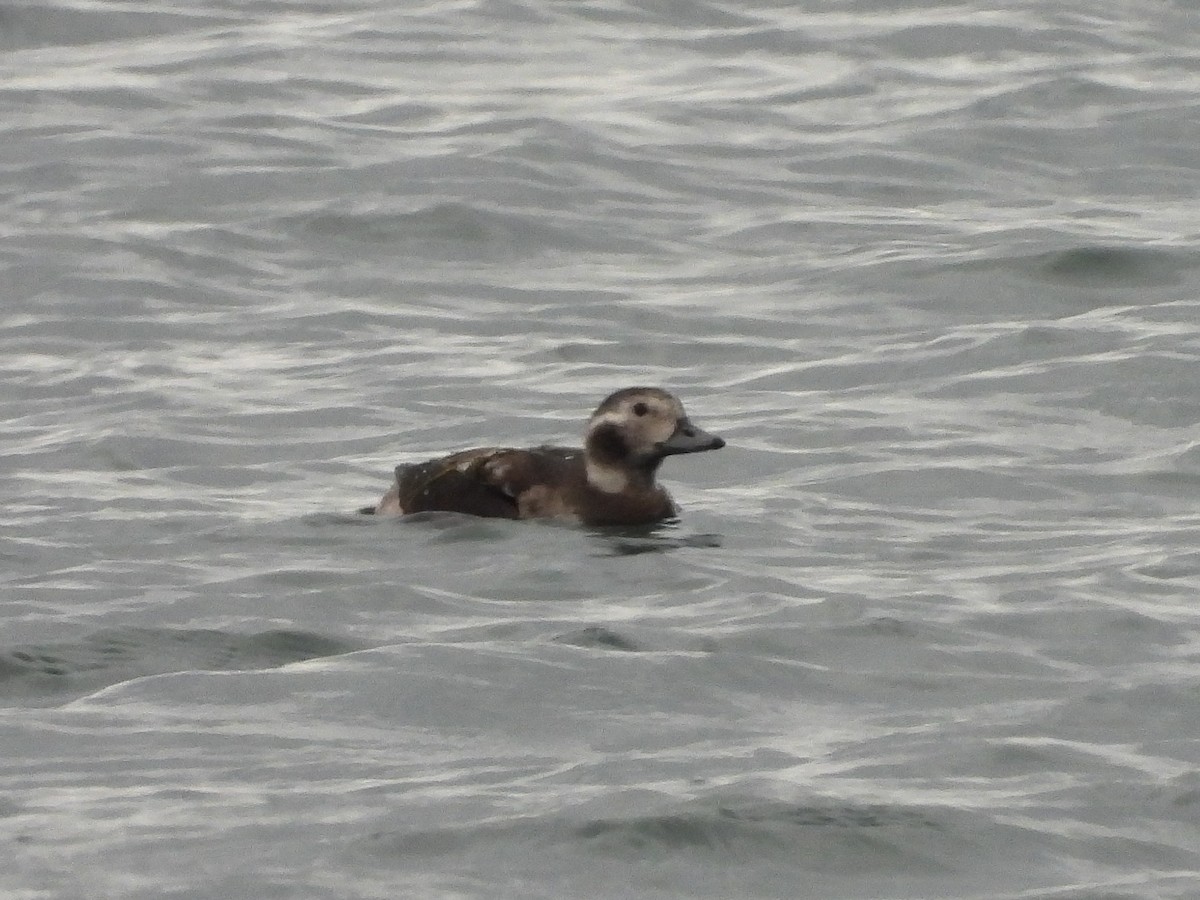 Long-tailed Duck - ML610949735