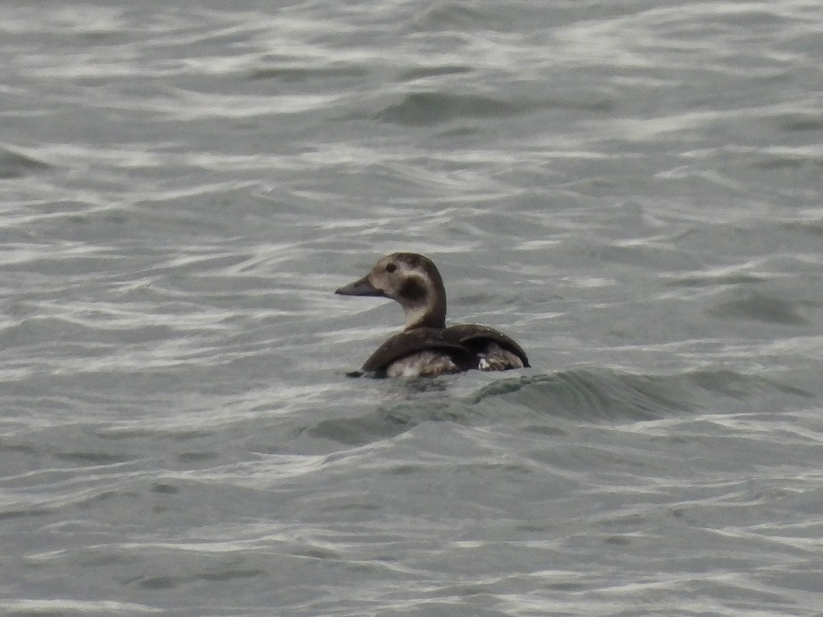 Long-tailed Duck - ML610949736
