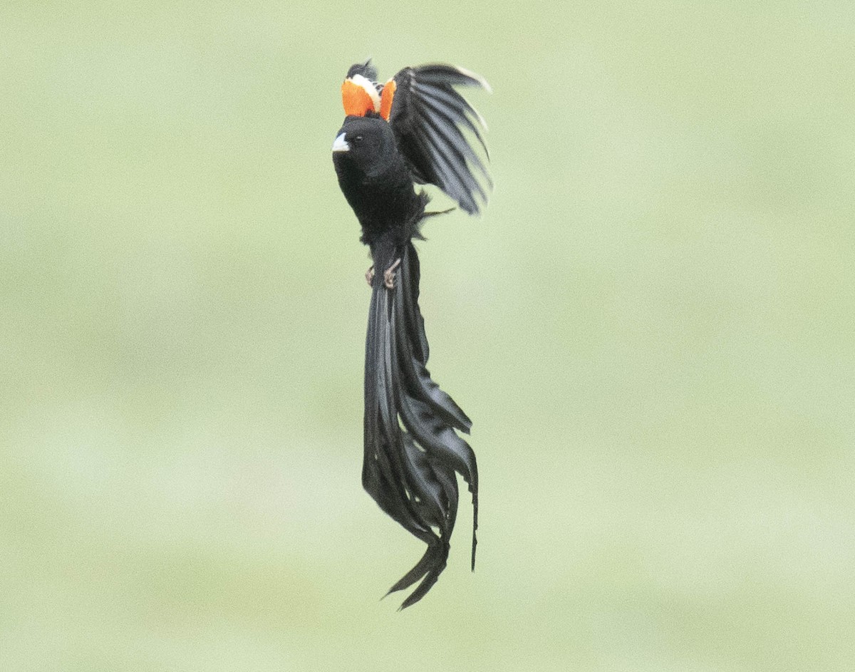 Long-tailed Widowbird - ML610949781