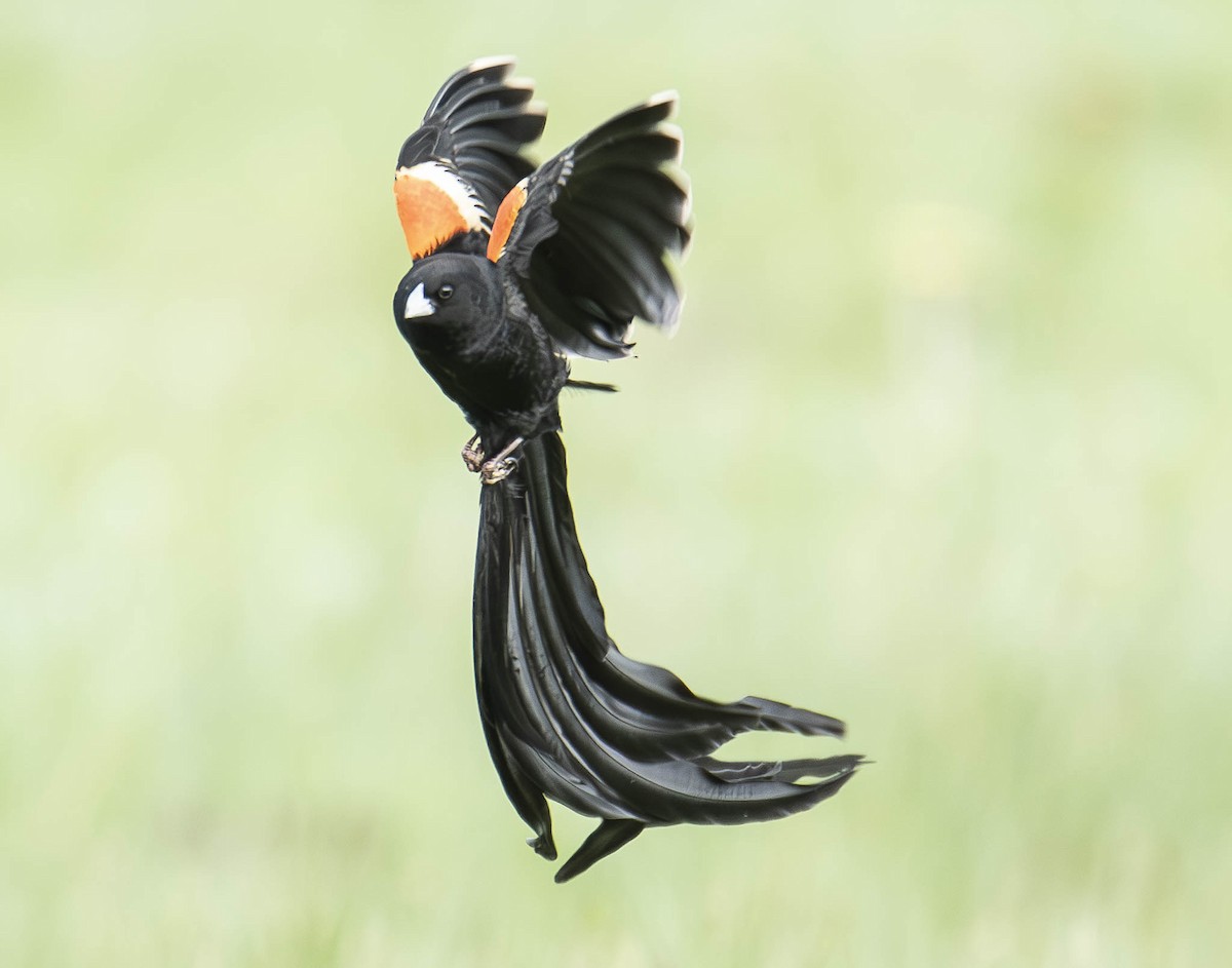 Long-tailed Widowbird - ML610949789