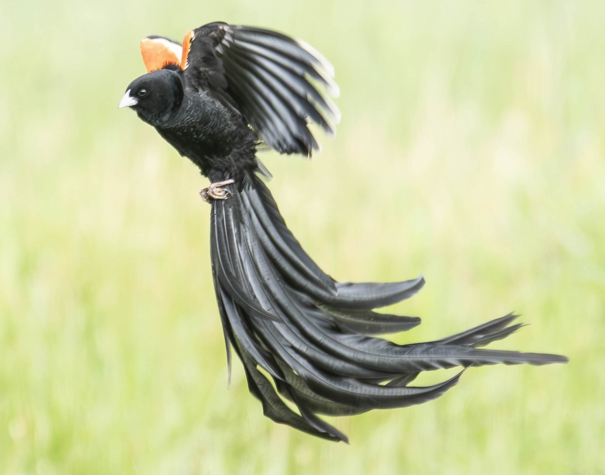 Long-tailed Widowbird - A Huang Winoto