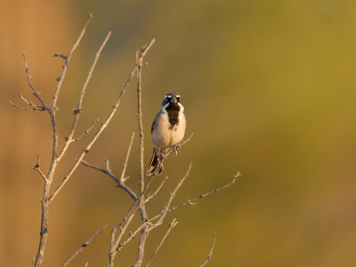 Black-throated Sparrow - Alex Eisengart