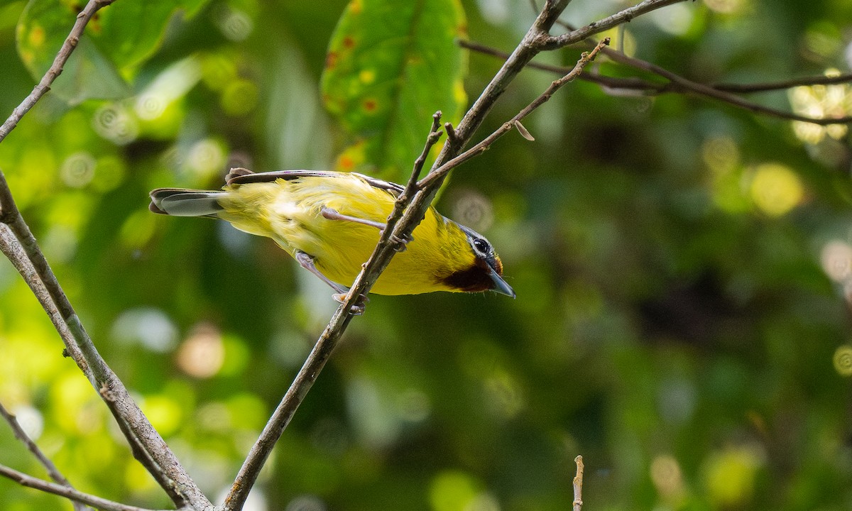 Trilling Shrike-Babbler - Forest Botial-Jarvis