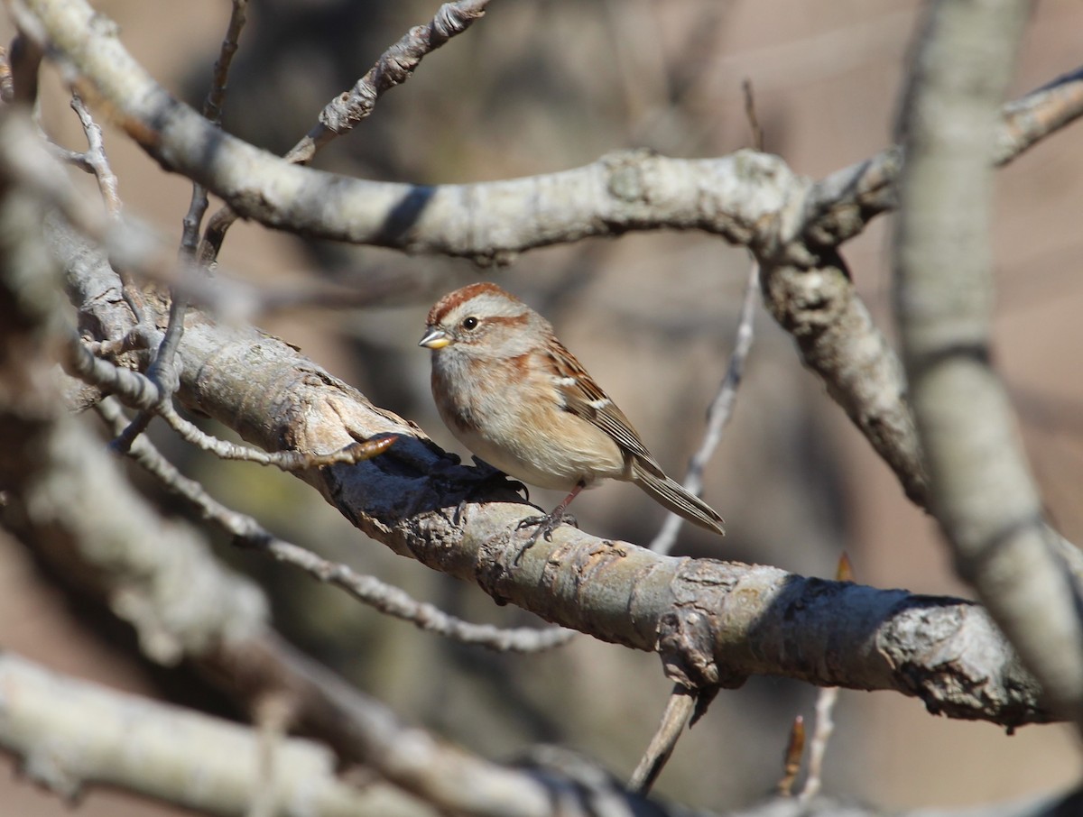 American Tree Sparrow - ML610950420