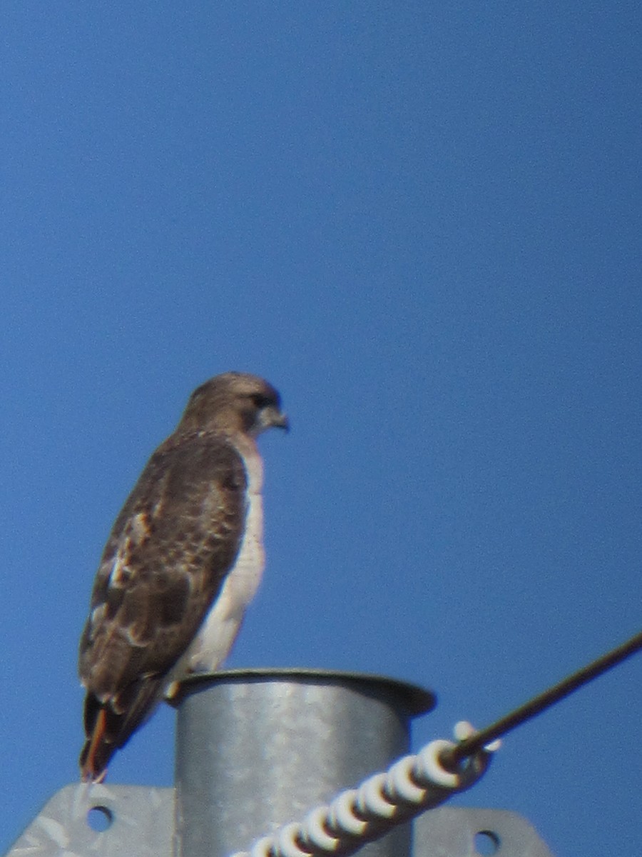 Red-tailed Hawk - ML610950458