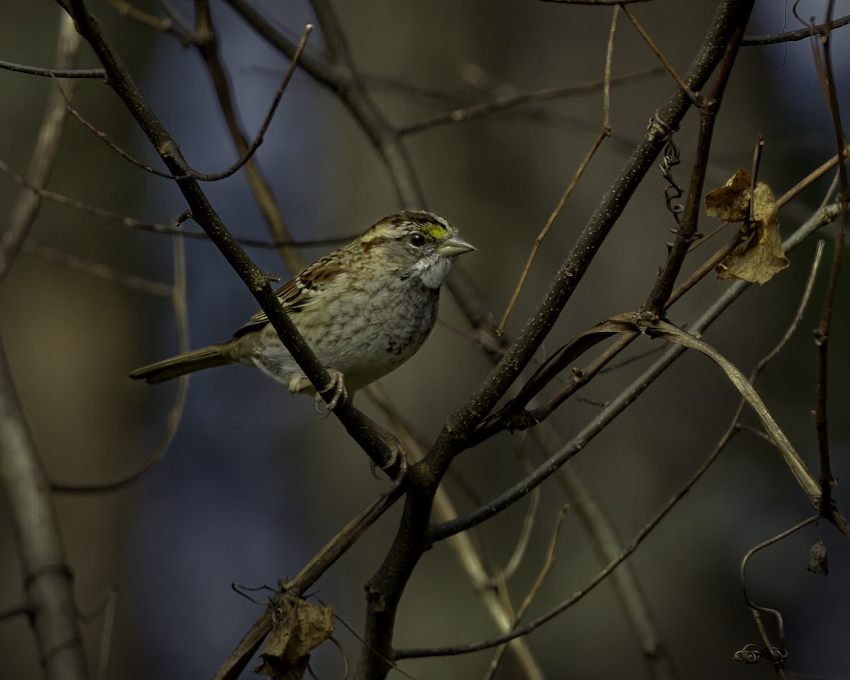 White-throated Sparrow - Donald Weidemann