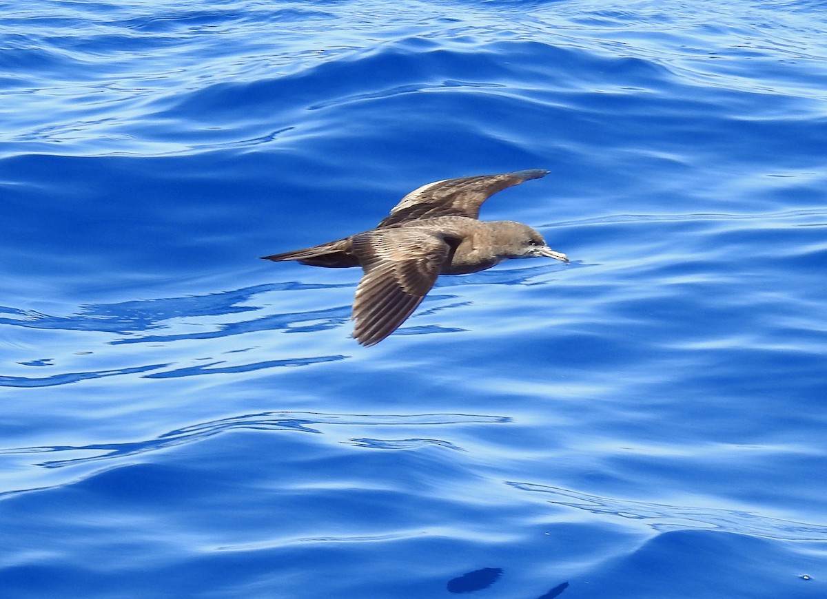 Flesh-footed Shearwater - ML610950662