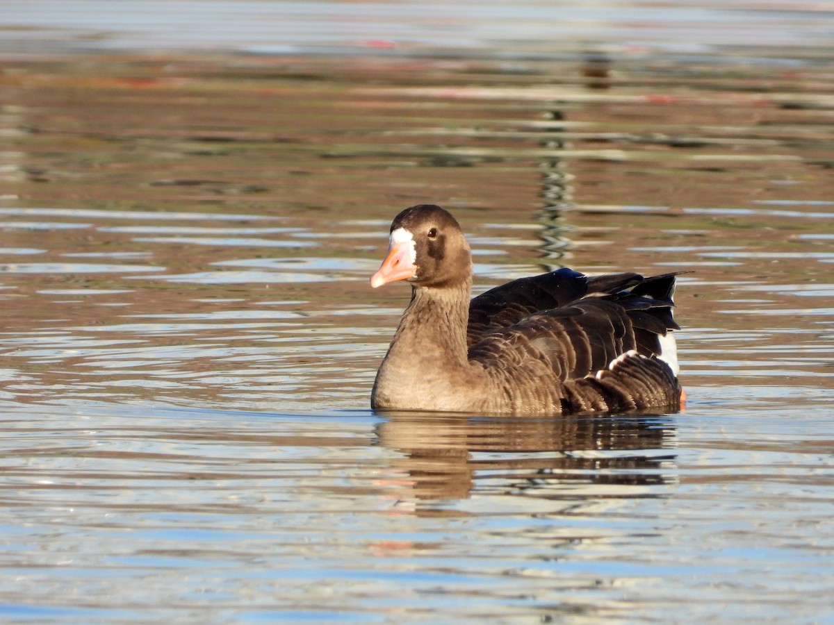 Greater White-fronted Goose - ML610950677