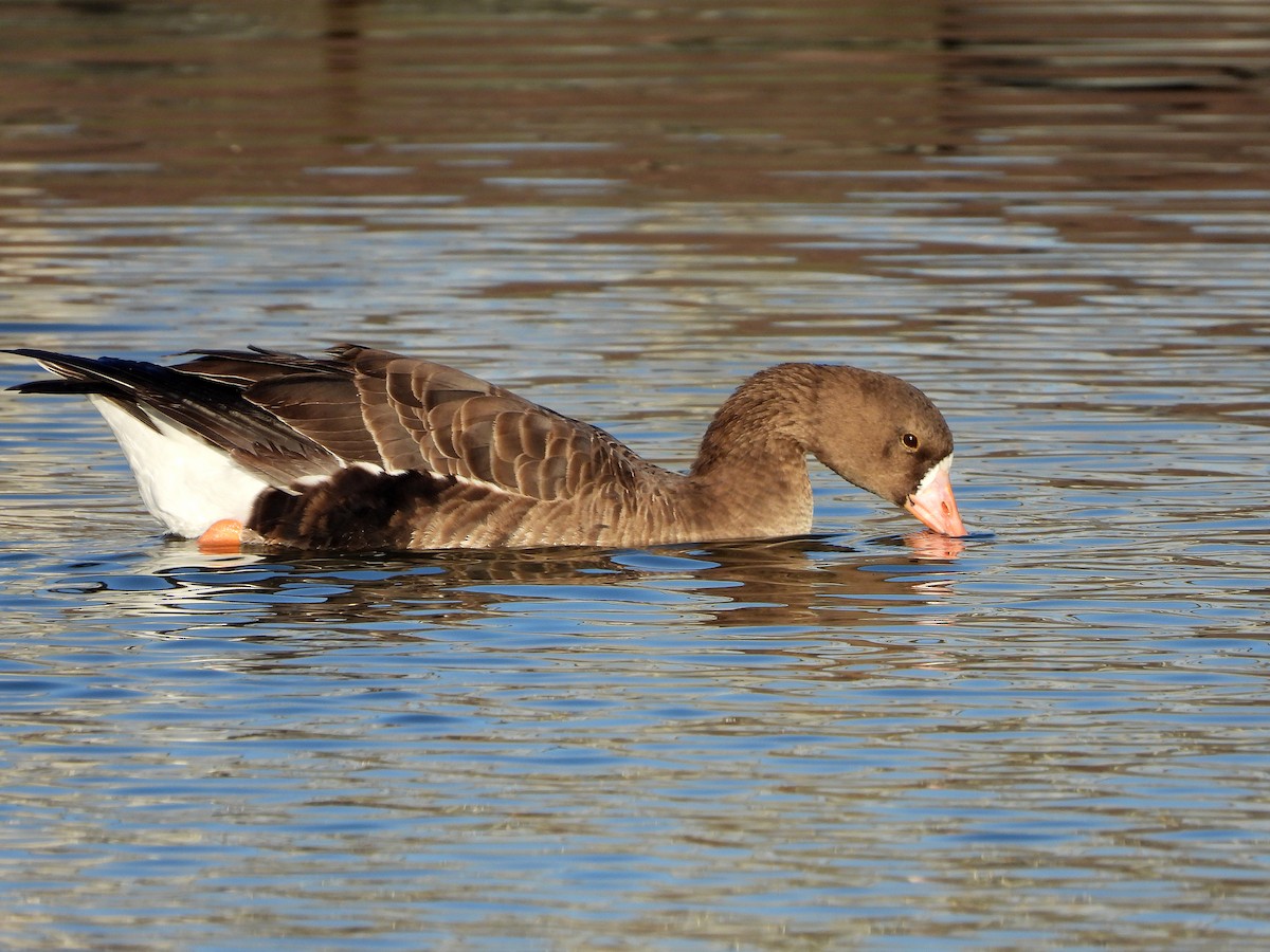Greater White-fronted Goose - ML610950678