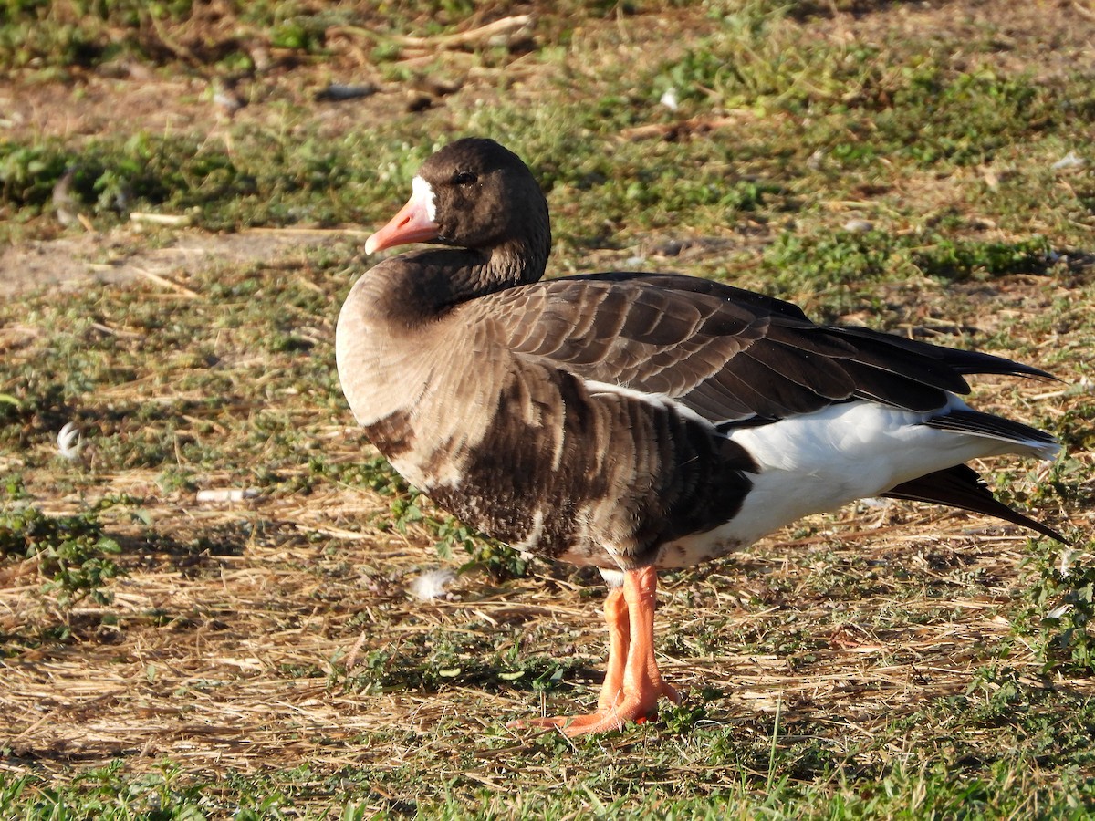 Greater White-fronted Goose - ML610950679
