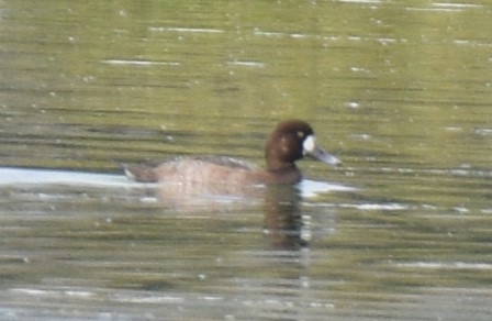 Greater Scaup - ML610950909