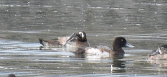 Greater Scaup - ML610950910