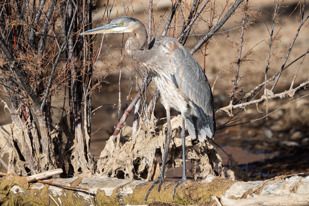 Great Blue Heron - Mike Thompson