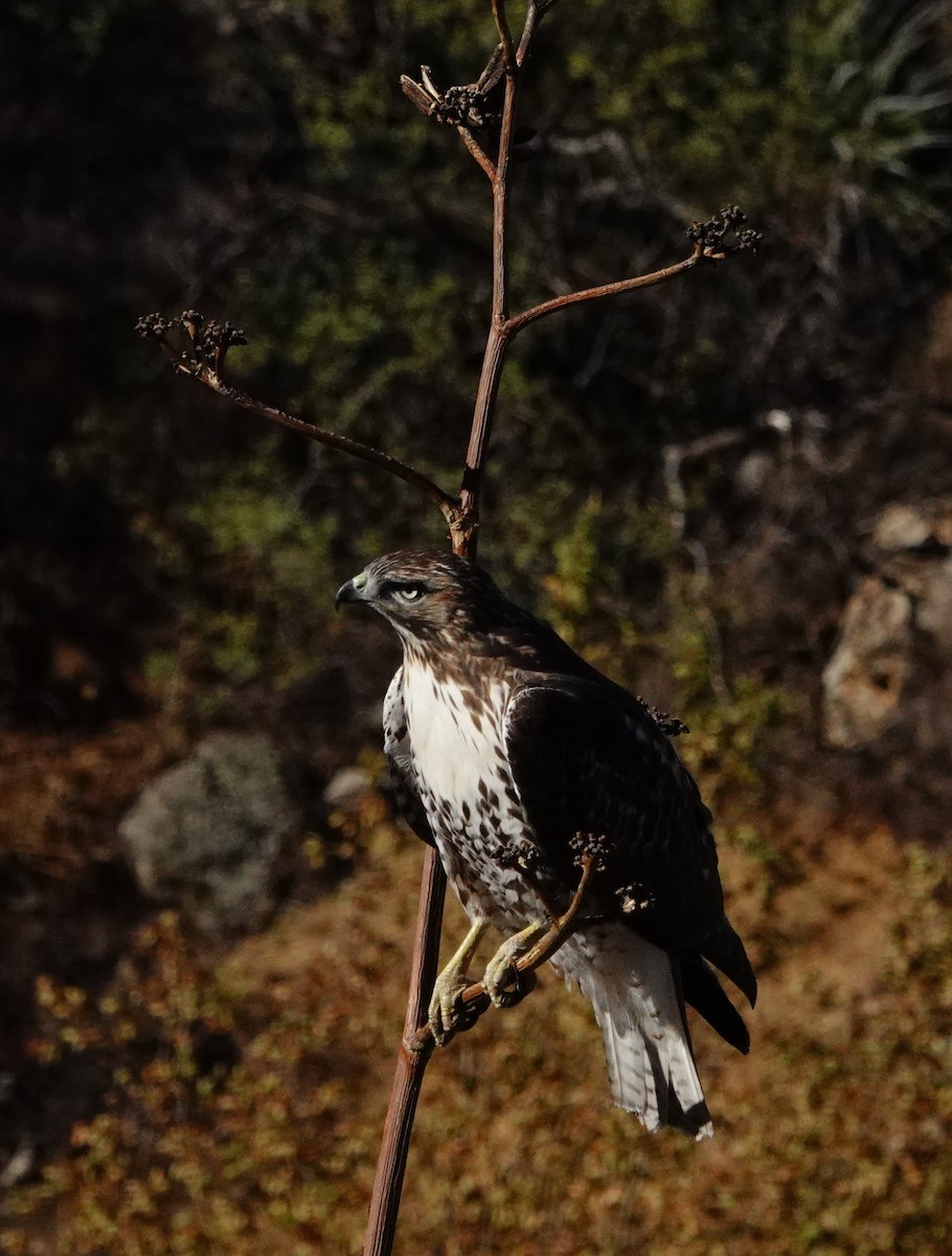 Red-tailed Hawk - ML610951201
