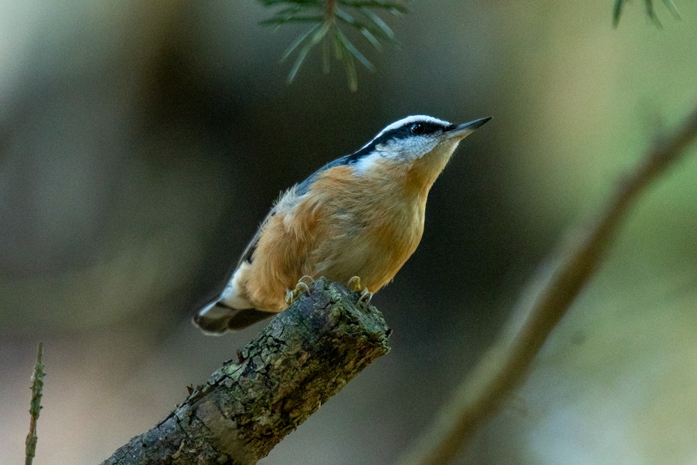 Red-breasted Nuthatch - ML610951547