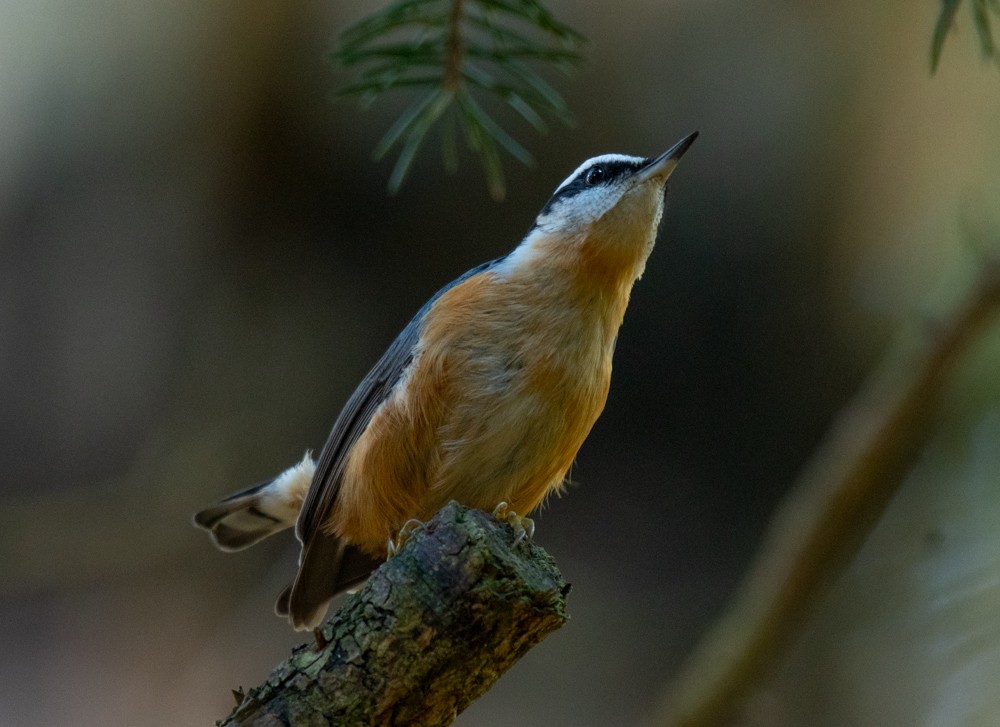 Red-breasted Nuthatch - ML610951548