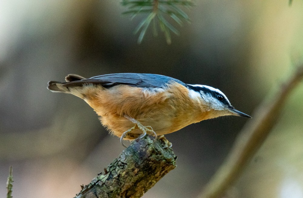 Red-breasted Nuthatch - ML610951549