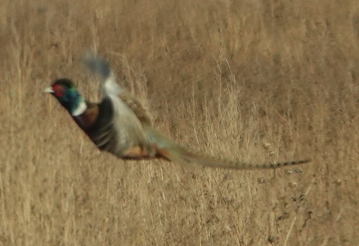 Ring-necked Pheasant - ML610951618