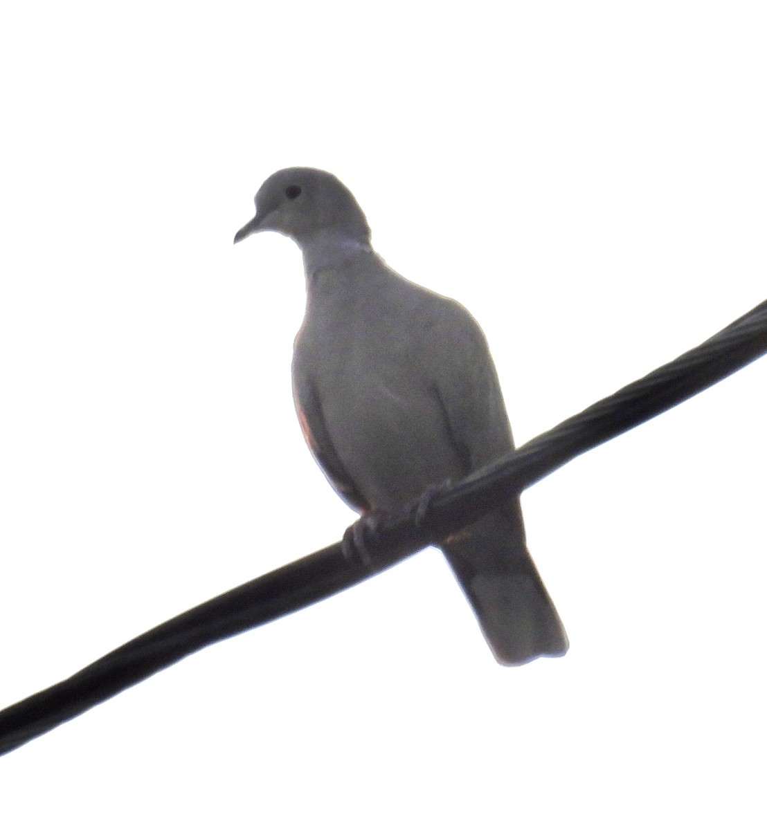 Eurasian Collared-Dove - ML610951877