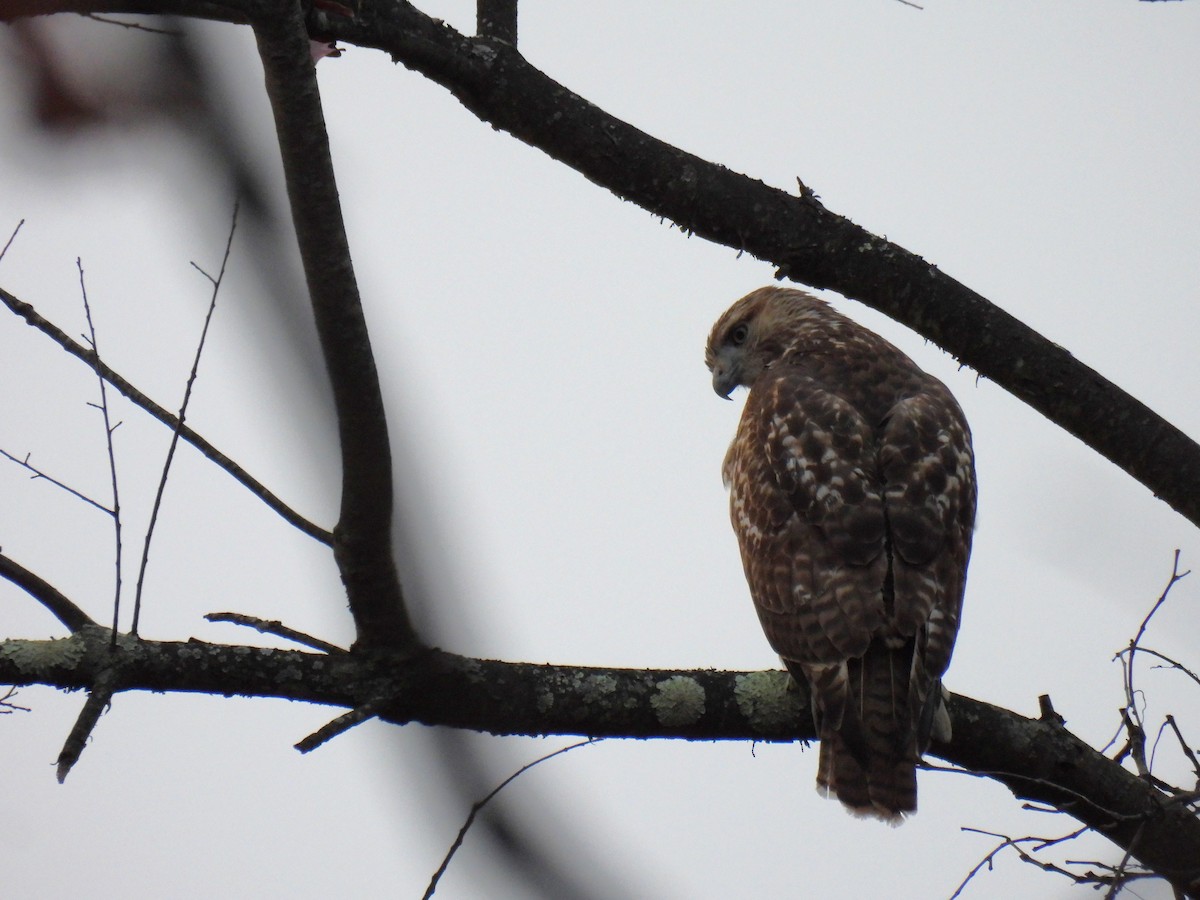 Red-tailed Hawk - ML610952645