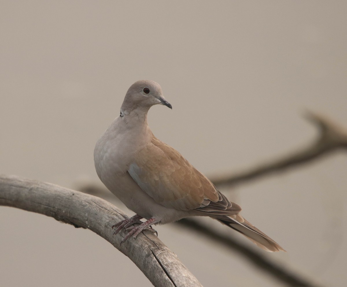 Eurasian Collared-Dove - ML610952929