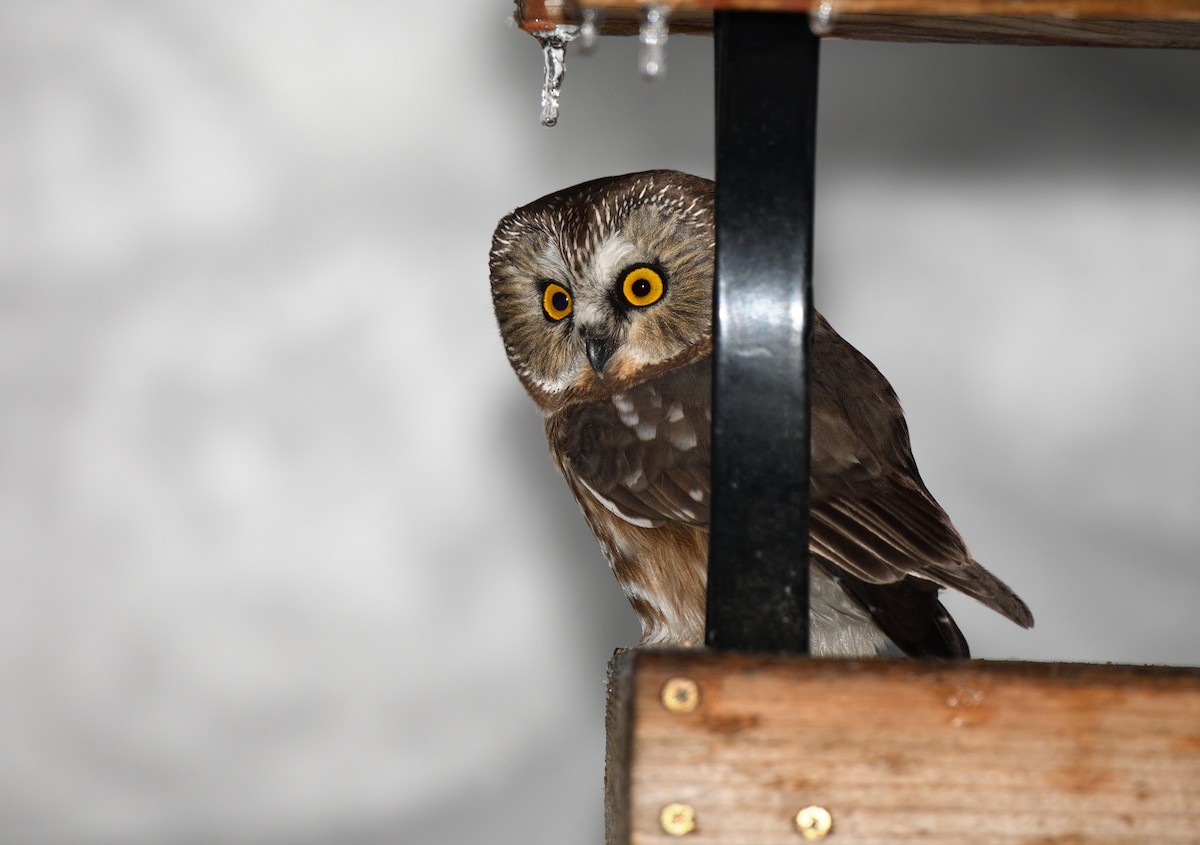 Alaska eBird Checklist 9 Nov 2023 Backyard South Lakes (Wasilla