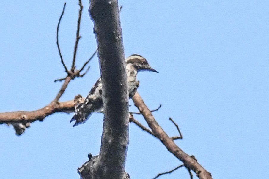 Brown-capped Pygmy Woodpecker - ML610953782
