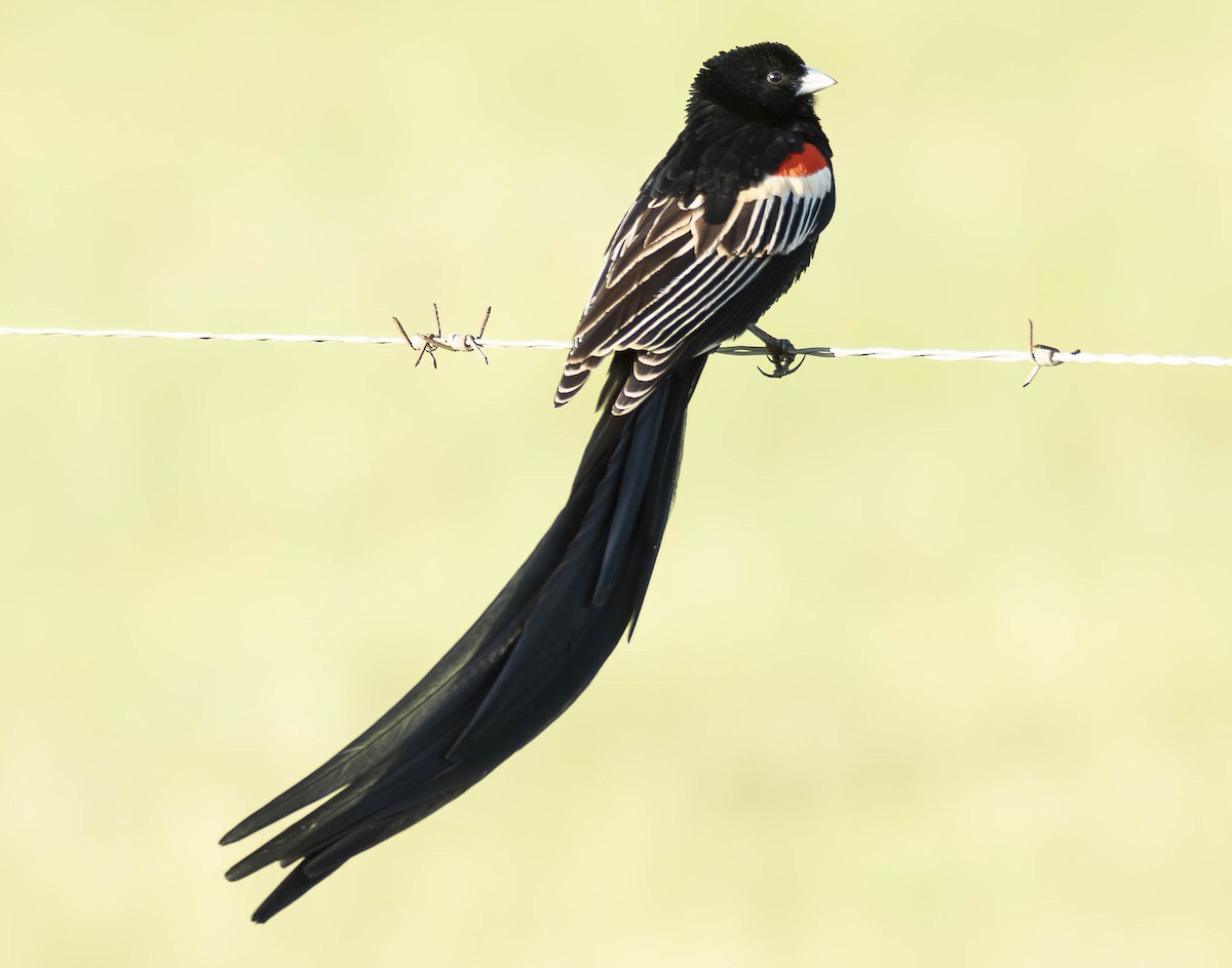 Long-tailed Widowbird - ML610954386