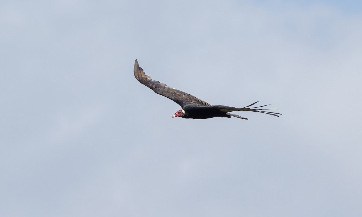 Turkey Vulture (Tropical) - Paul Fenwick