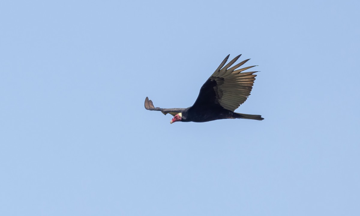 Turkey Vulture (Tropical) - ML610954536
