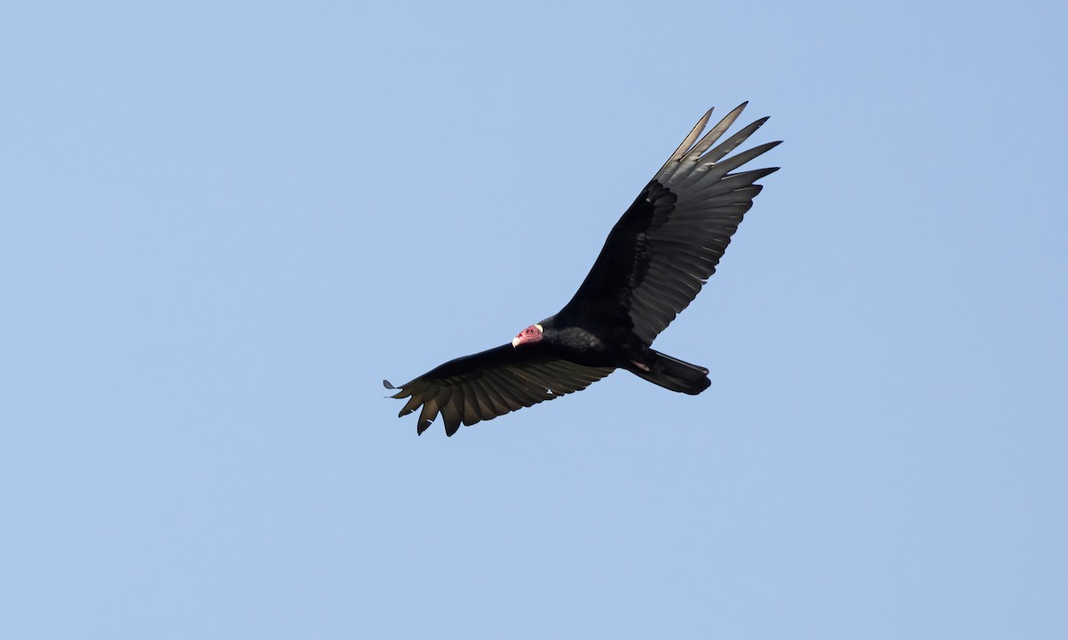 Turkey Vulture (Tropical) - Paul Fenwick