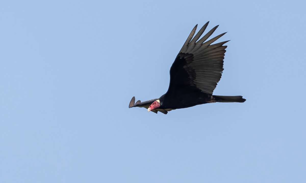 Turkey Vulture (Tropical) - ML610954538