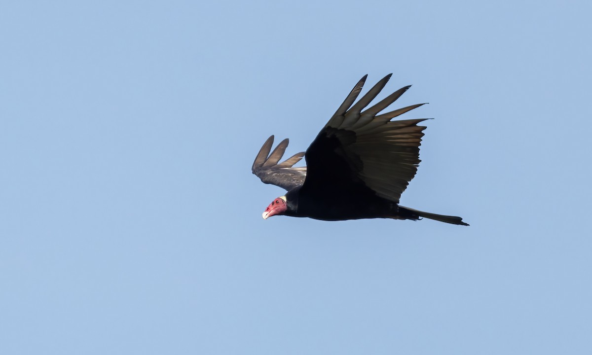 Turkey Vulture (Tropical) - ML610954539