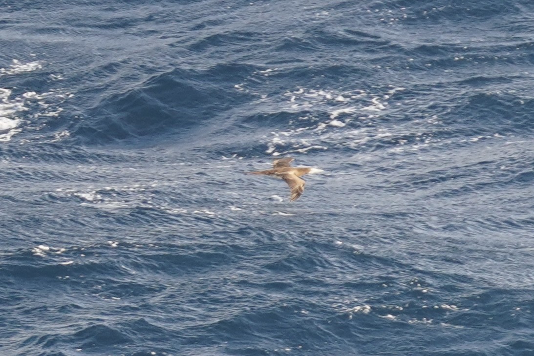 Brown Booby - ML610954707