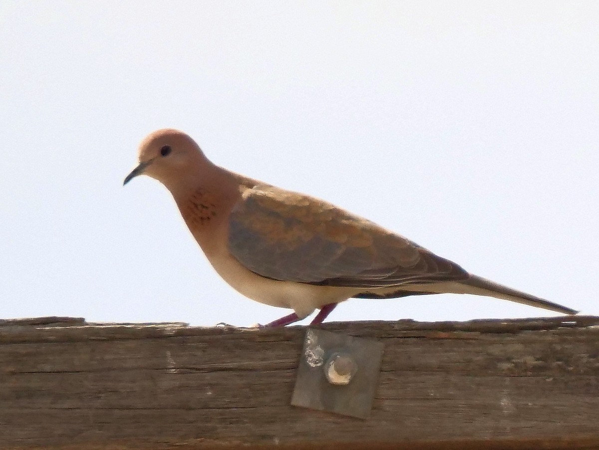 Laughing Dove - ML610955439