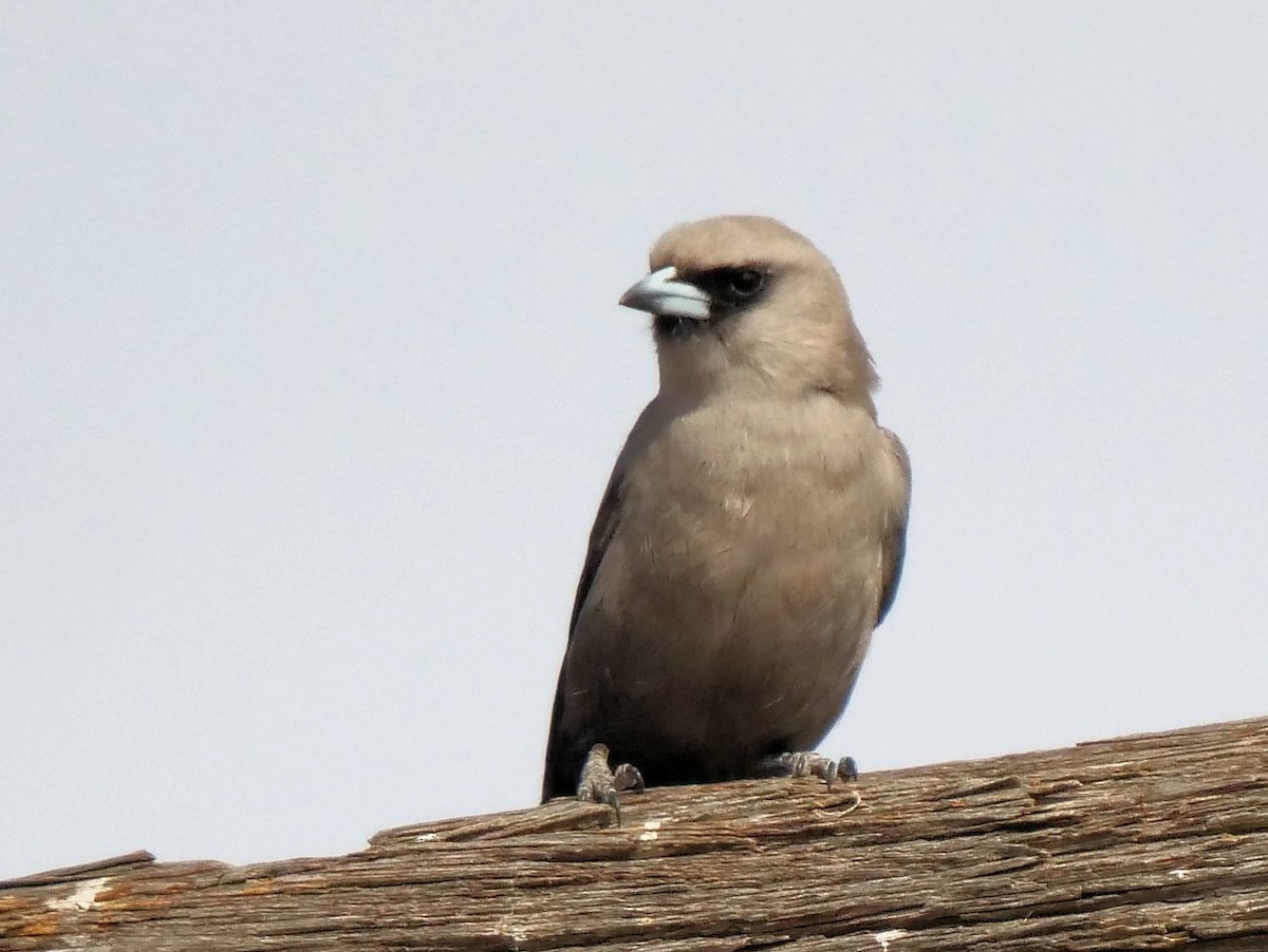Black-faced Woodswallow (Black-vented) - ML610955441