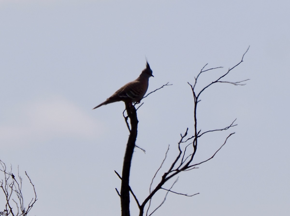 Crested Pigeon - ML610955658