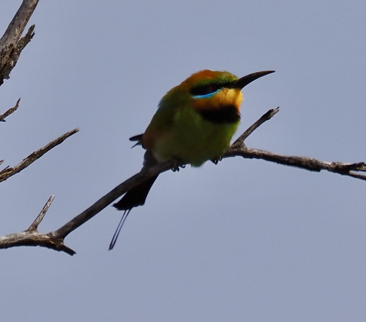 Rainbow Bee-eater - ML610955666