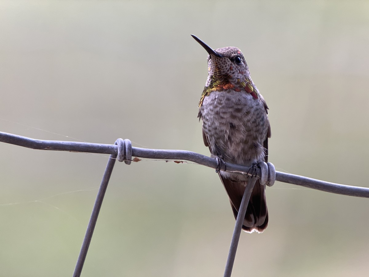 Anna's Hummingbird - Luis Gles