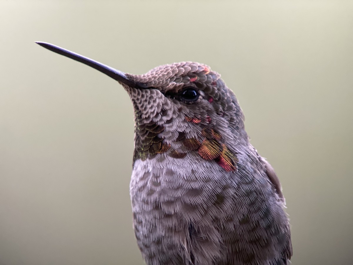Anna's Hummingbird - ML610955708