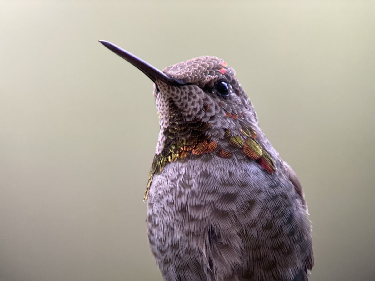 Anna's Hummingbird - ML610955709