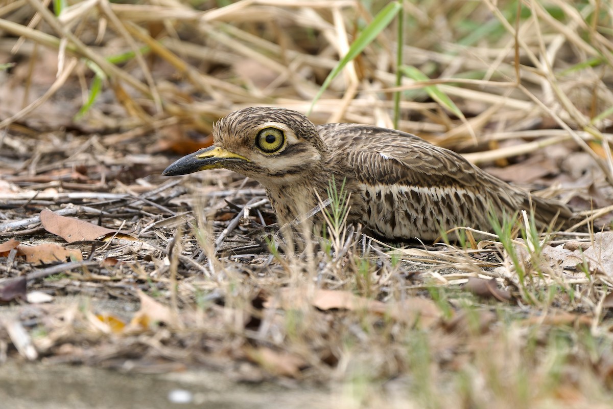 Indian Thick-knee - ML610955909