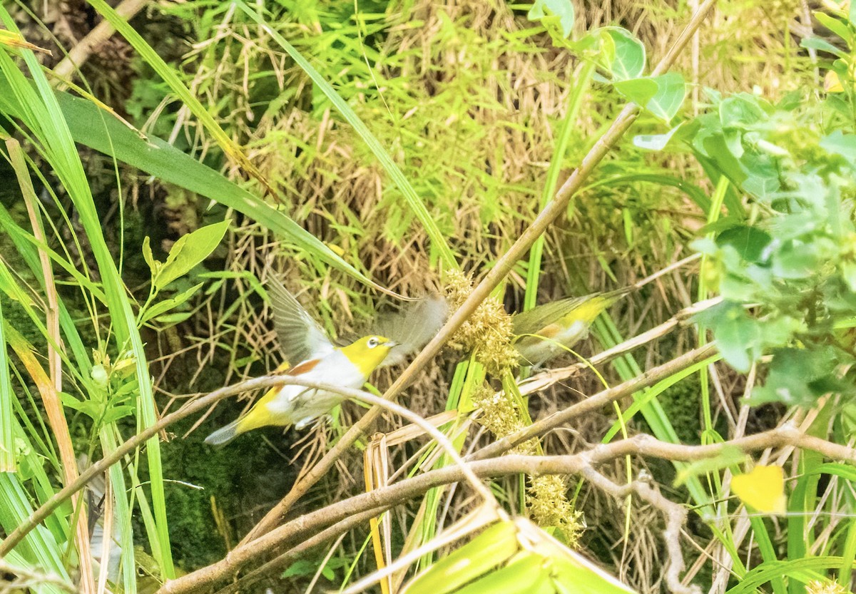 Chestnut-flanked White-eye - ML610956289