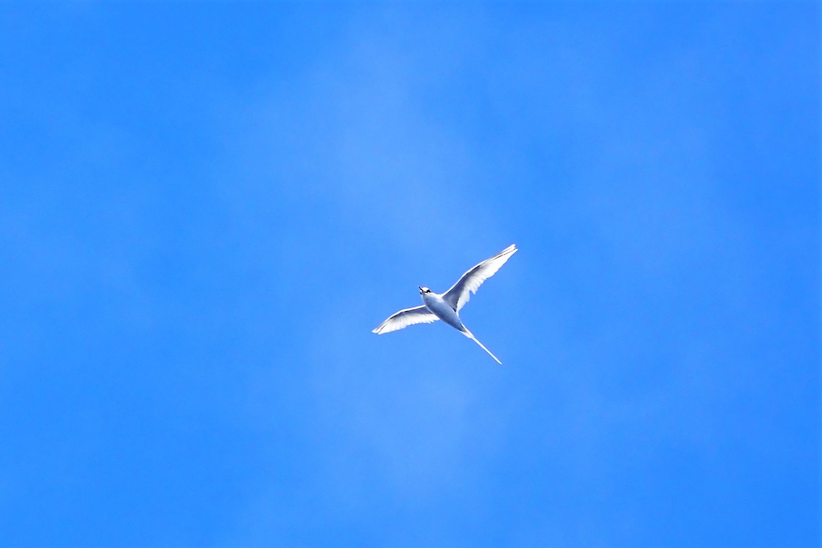 White-tailed Tropicbird (Pacific) - ML610956523