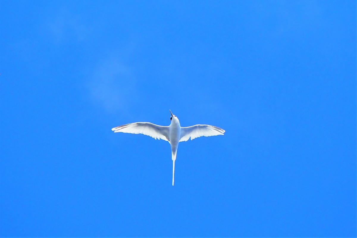 White-tailed Tropicbird (Pacific) - ML610956524