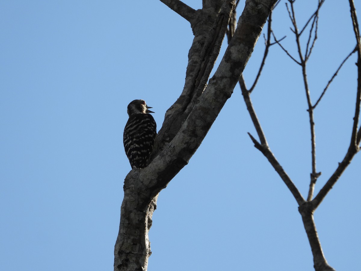 Japanese Pygmy Woodpecker - Sundar Lakshmanan