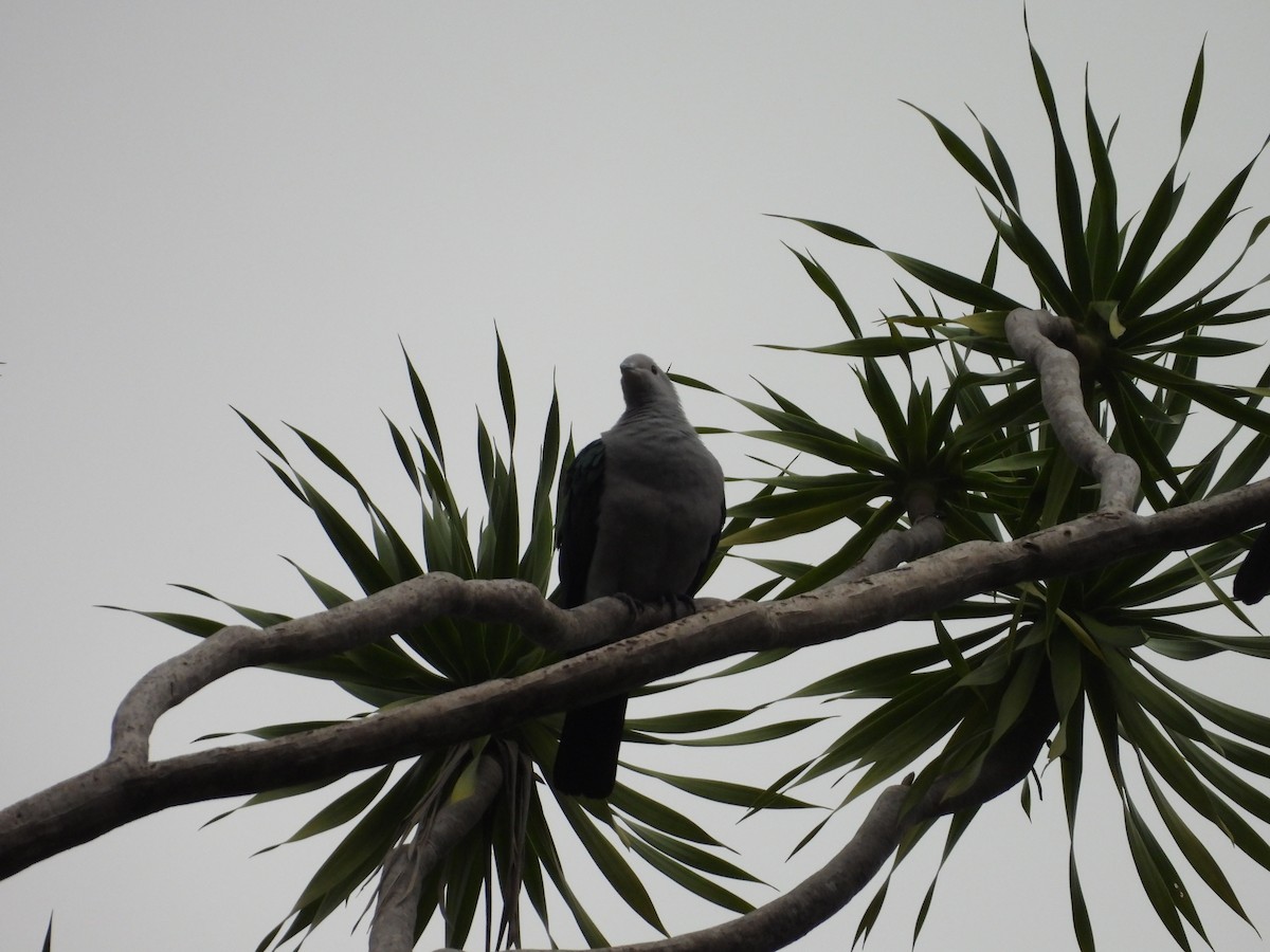 Green Imperial-Pigeon - ML610956825