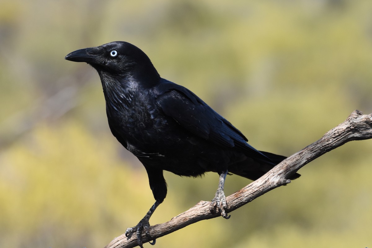 Australian Raven - ML610956994
