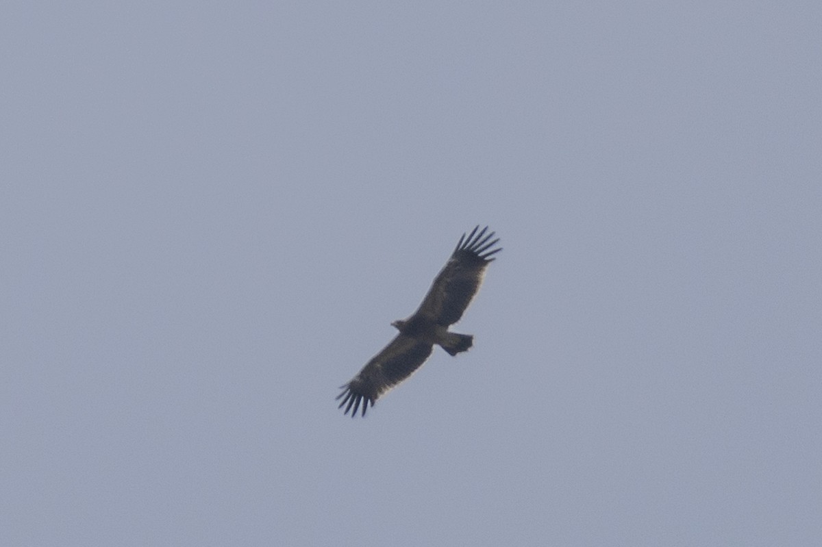 Greater Spotted Eagle - ML610957139